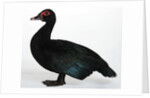 Muscovy Duck by Anonymous