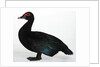 Muscovy Duck by Anonymous
