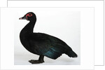 Muscovy Duck by Anonymous