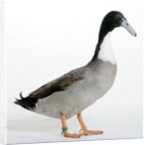 Hook Bill Duck by Anonymous