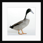 Hook Bill Duck by Anonymous