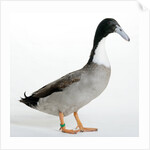 Hook Bill Duck by Anonymous