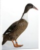 Hook Bill Duck by Anonymous