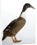 Hook Bill Duck by Anonymous