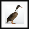 Hook Bill Duck by Anonymous