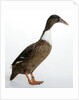 Hook Bill Duck by Anonymous