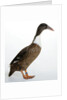 Hook Bill Duck by Anonymous