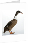 Hook Bill Duck by Anonymous