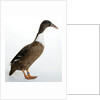 Hook Bill Duck by Anonymous
