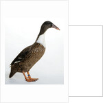Hook Bill Duck by Anonymous