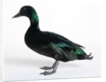 Black East India Duck by Anonymous