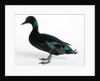 Black East India Duck by Anonymous