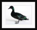 Black East India Duck by Anonymous