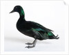 Black East India Duck by Anonymous