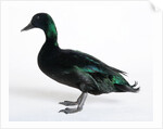 Black East India Duck by Anonymous