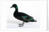 Black East India Duck by Anonymous