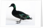 Black East India Duck by Anonymous