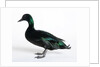 Black East India Duck by Anonymous