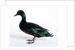 Black East India Duck by Anonymous