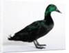 Black East India Duck by Anonymous