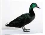 Black East India Duck by Anonymous