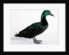 Black East India Duck by Anonymous