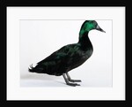 Black East India Duck by Anonymous