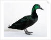 Black East India Duck by Anonymous