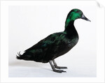 Black East India Duck by Anonymous