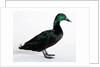 Black East India Duck by Anonymous