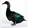 Black East India Duck by Anonymous