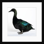 Black East India Duck by Anonymous