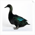 Black East India Duck by Anonymous