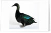 Black East India Duck by Anonymous