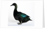 Black East India Duck by Anonymous