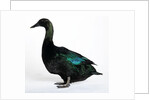 Black East India Duck by Anonymous