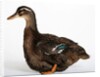 Rouen Duck by Anonymous