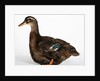 Rouen Duck by Anonymous