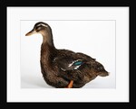 Rouen Duck by Anonymous
