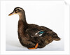 Rouen Duck by Anonymous