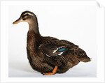 Rouen Duck by Anonymous