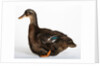 Rouen Duck by Anonymous
