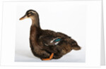 Rouen Duck by Anonymous