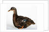 Rouen Duck by Anonymous