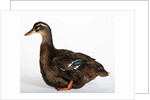 Rouen Duck by Anonymous