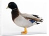 Call Duck by Anonymous