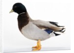 Call Duck by Anonymous