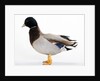 Call Duck by Anonymous