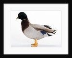 Call Duck by Anonymous