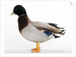 Call Duck by Anonymous